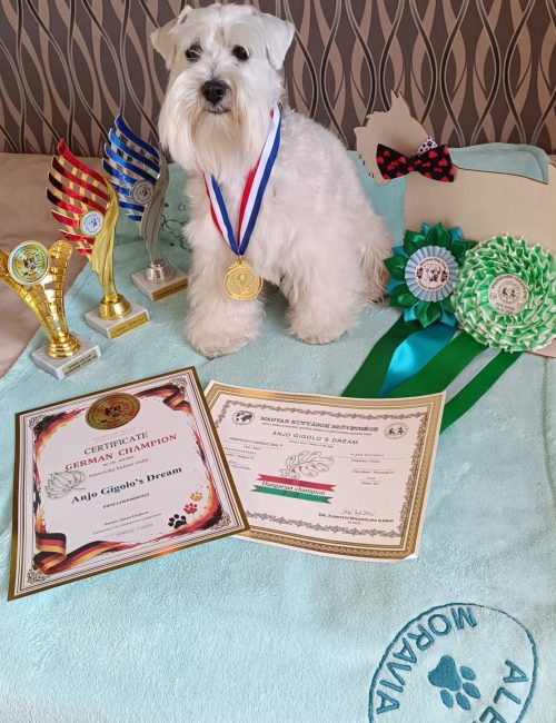 Ocenění Anjo_20260606